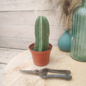 Lophocereus marginatus