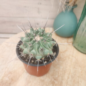 Thelocactus lophothele