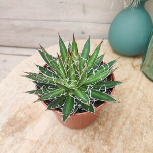 Agave filifera
