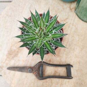 Agave filifera