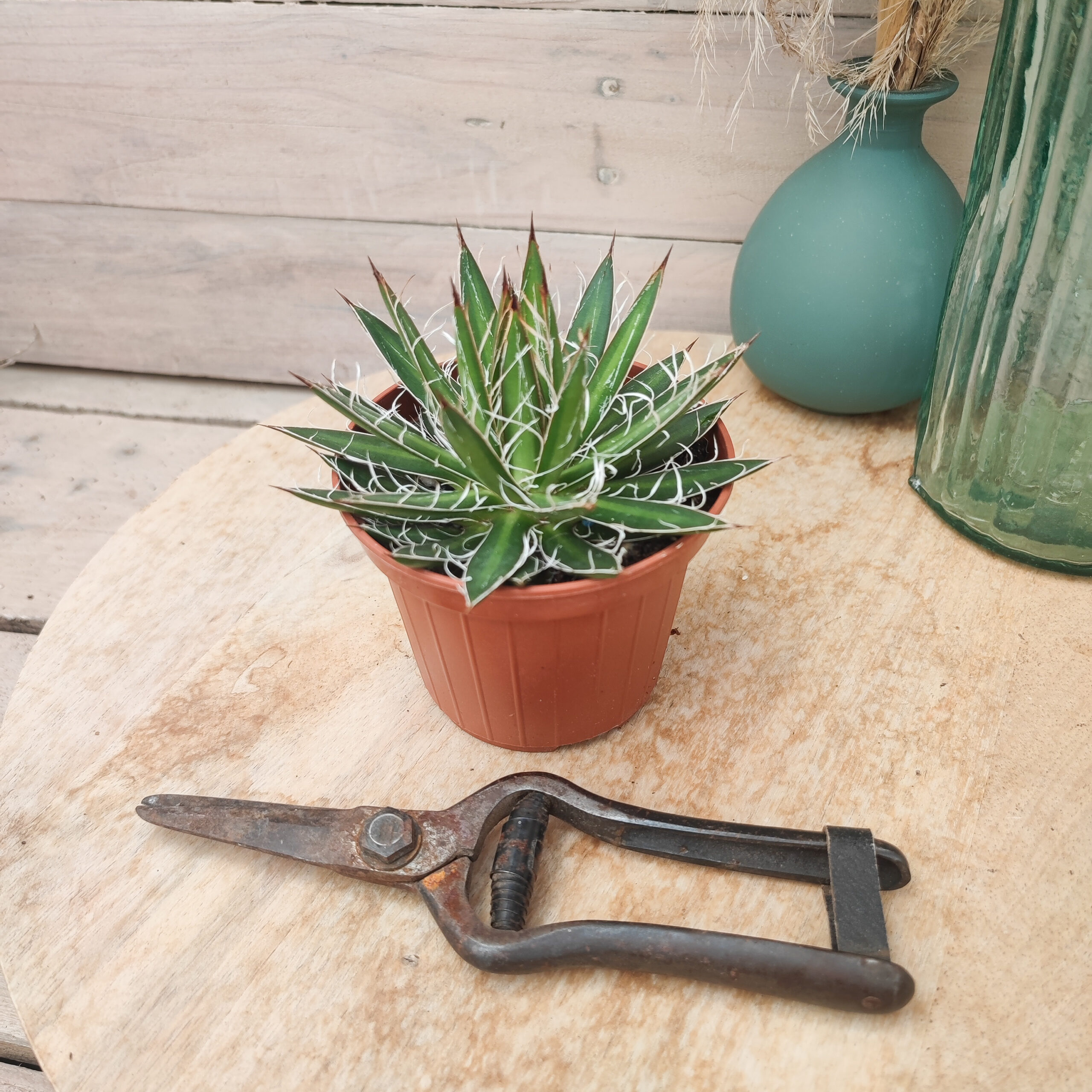 Agave filifera – Image 3