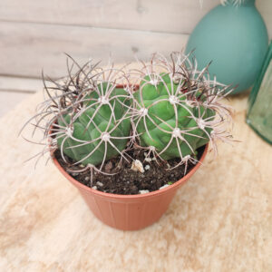 Gymnocalycium pflanzii
