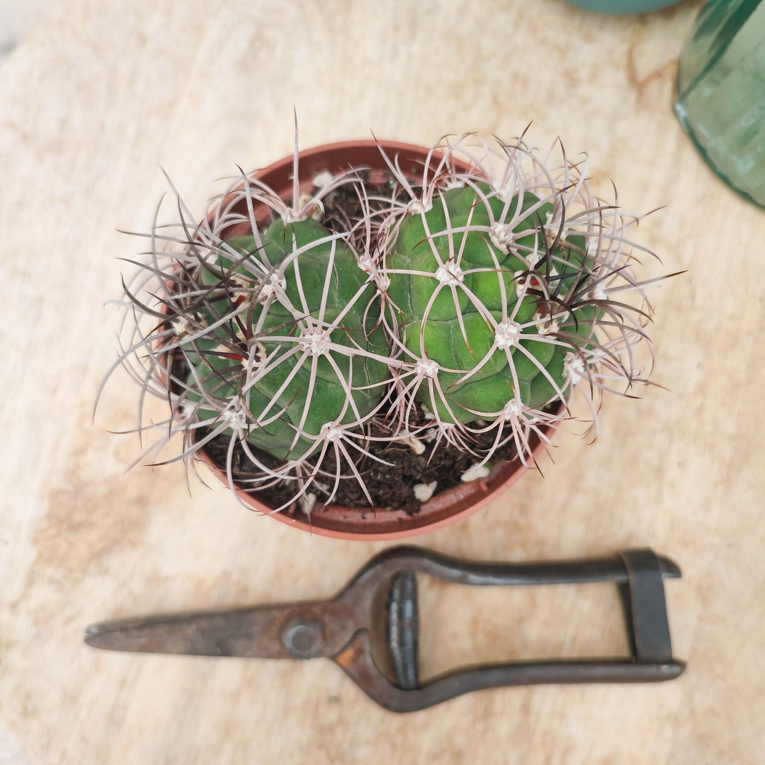 Gymnocalycium pflanzii – Image 2