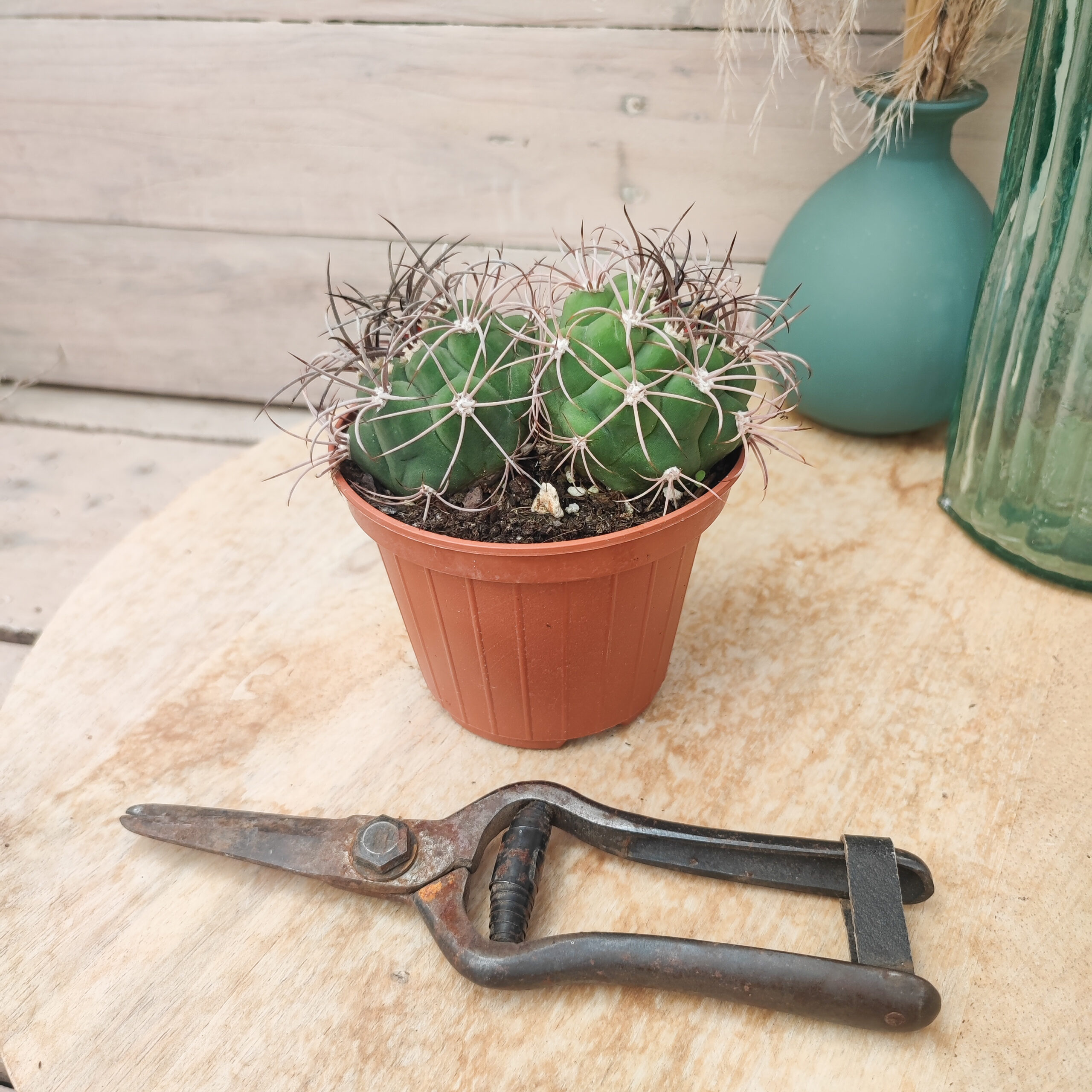 Gymnocalycium pflanzii – Image 3