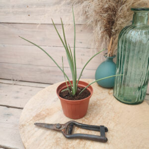 Agave stricta