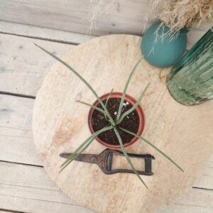 Agave stricta