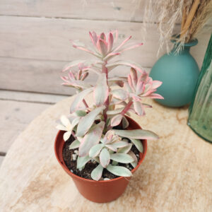 Echeveria &lsquo;Minibelle&rsquo; variegata