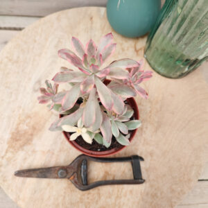 Echeveria &lsquo;Minibelle&rsquo; variegata
