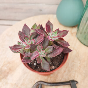 Echeveria pulvinata &lsquo;Devotion&rsquo;