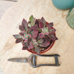 Echeveria pulvinata &lsquo;Devotion&rsquo;