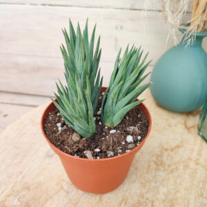 Haworthia glauca