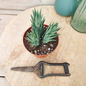 Haworthia glauca