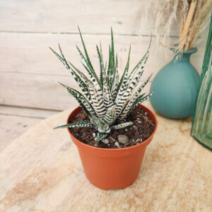 Haworthia attenuata &lsquo;Super Zebra&rsquo;