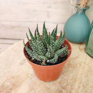 Haworthia pumila