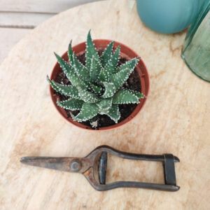 Haworthia pumila