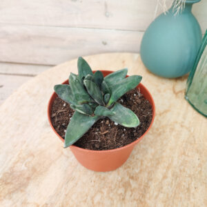 Gasteria pseudonigricans monstruosa