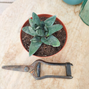 Gasteria pseudonigricans monstruosa