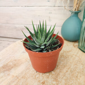 Haworthia fasciata