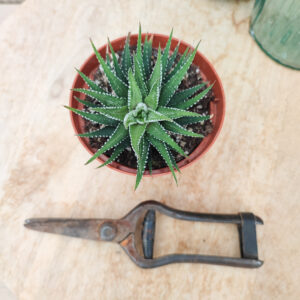 Haworthia fasciata