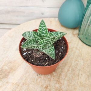 x Gasteraloe &lsquo;Aveo&rsquo;