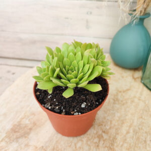Aeonium &lsquo;Cupcake&rsquo;