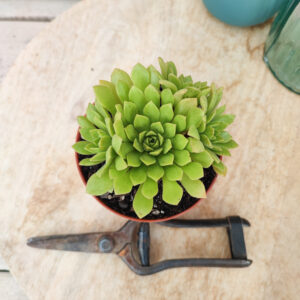 Aeonium &lsquo;Cupcake&rsquo;