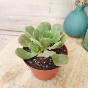 Aeonium ‘Lily Pad’