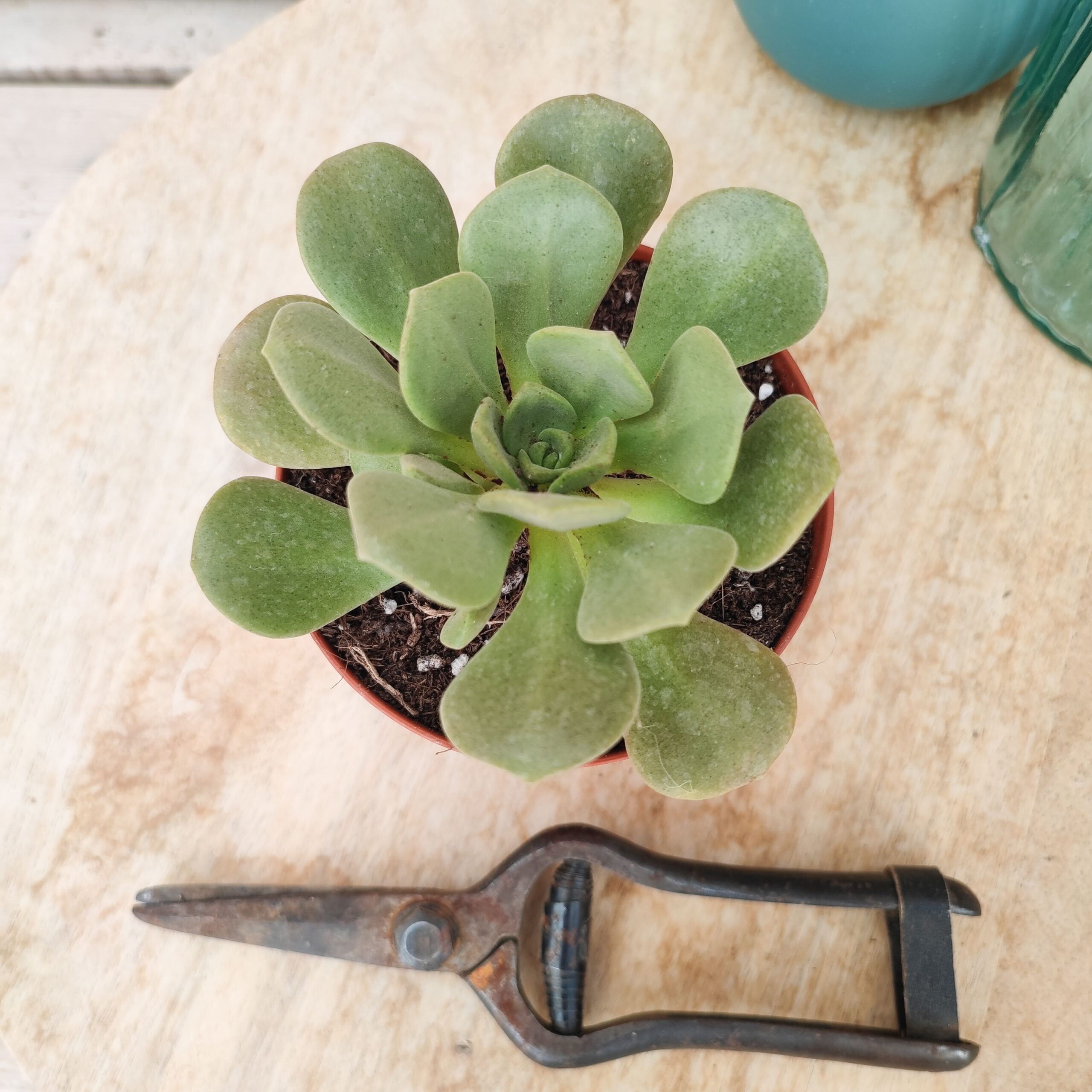 Aeonium 'Lily Pad' – Image 2
