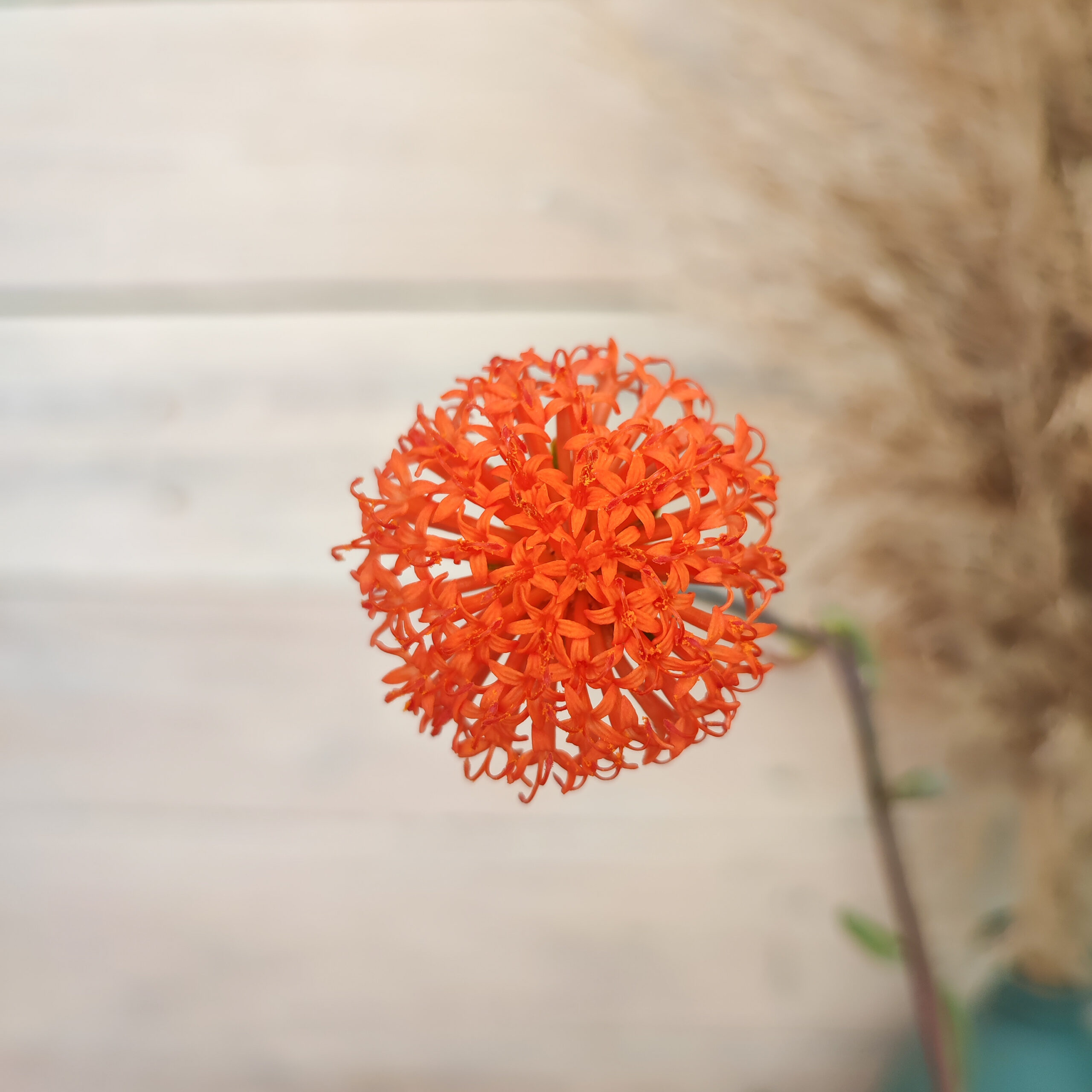 Senecio galpini (=Curio galpini) – Image 4