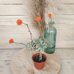 Senecio galpini (=Curio galpini)
