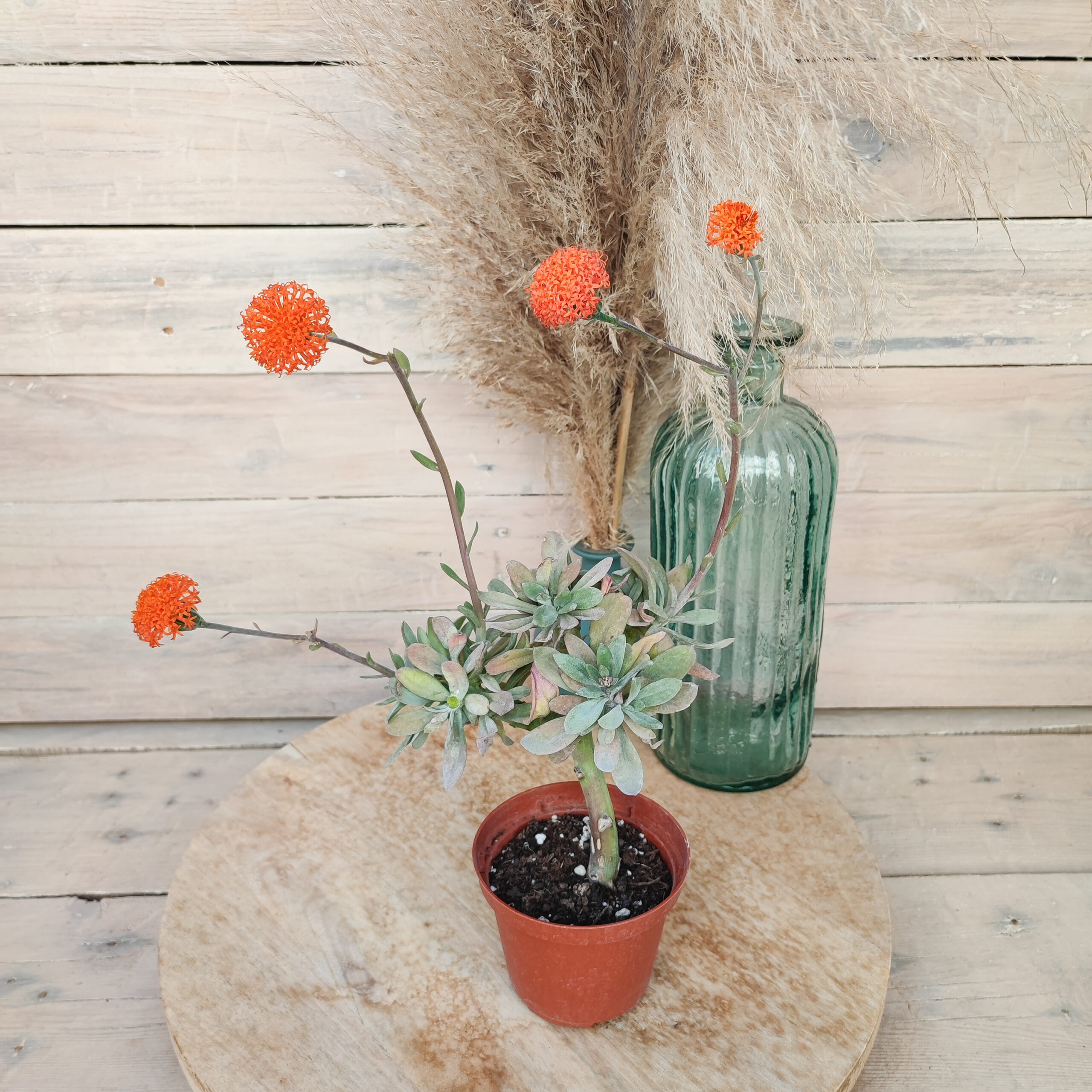 Senecio galpini (=Curio galpini)