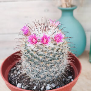 Mammillaria bombycina