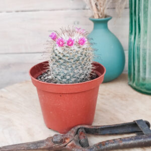 Mammillaria bombycina