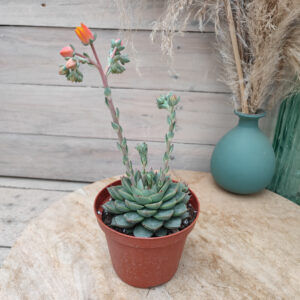 Echeveria &lsquo;Fabiola&rsquo;