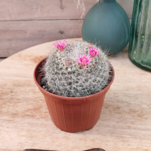 Mammillaria hahniana