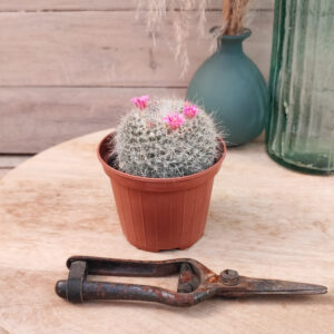 Mammillaria hahniana