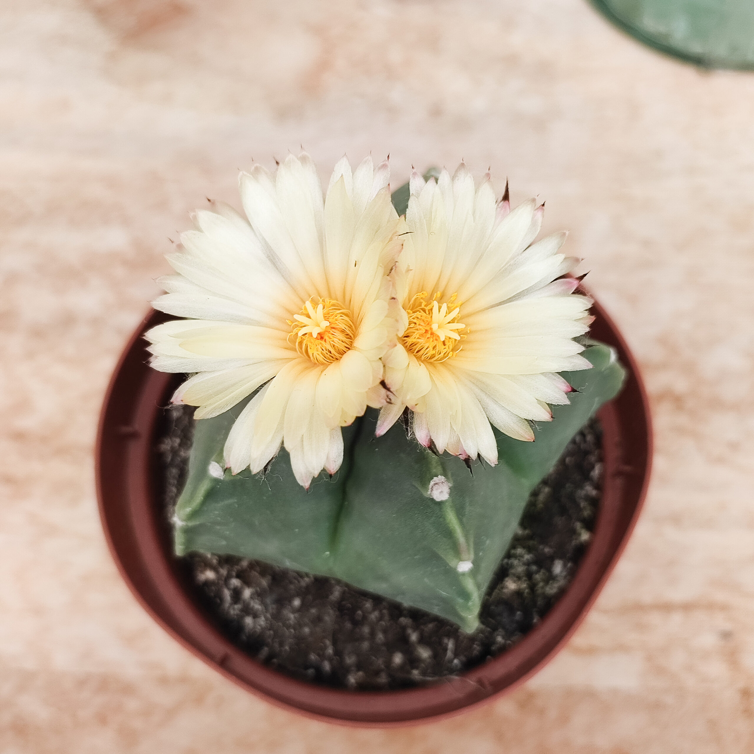 Astrophytum myriostigma var. nudum – Image 4