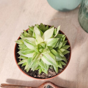 Haworthia cymbiformis variegata