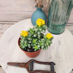 Sedum hernandezii