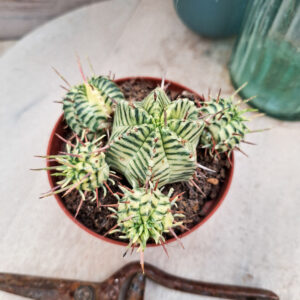Euphorbe meloformis Variegata