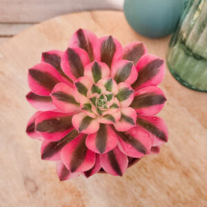 Aeonium &lsquo;Pink Witch&rsquo; pot Ø 10cm