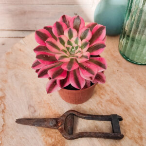 Aeonium &lsquo;Pink Witch&rsquo; pot Ø 10cm
