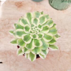 Aeonium &lsquo;Albovariegatum&rsquo;