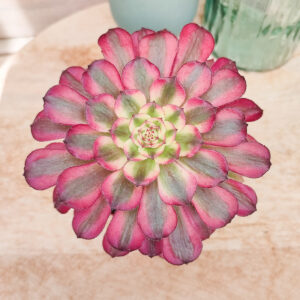 Aeonium ‘Mardi gras’