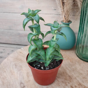 Crassula perforata &lsquo;Penhoek Pass&rsquo;