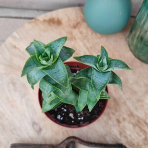 Crassula perforata &lsquo;Penhoek Pass&rsquo;