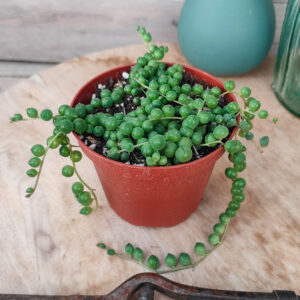 Senecio rowleyanus (=syn Curio rowleyanus)