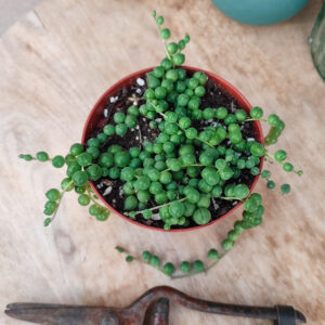 Senecio rowleyanus (=syn Curio rowleyanus)
