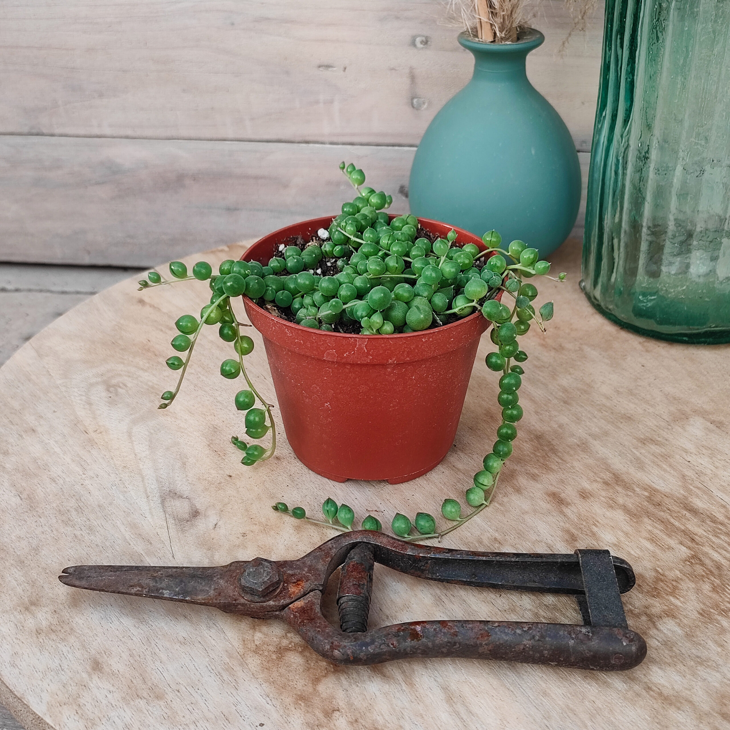 Senecio rowleyanus (=syn Curio rowleyanus) – Image 3