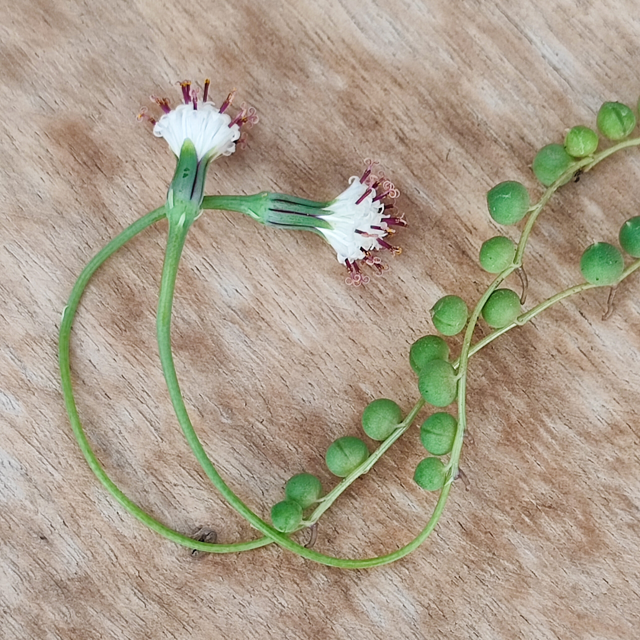 Senecio rowleyanus (=syn Curio rowleyanus) – Image 4